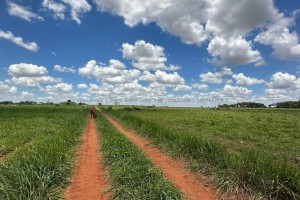 Fazenda pronta — beira do asfalto Juti - Foto 3