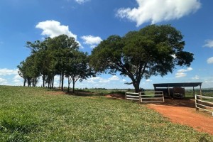 Fazenda pronta — beira do asfalto Juti - Foto 5