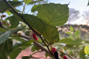 CHACARA  SAIDA PARA ROCHEDINHO